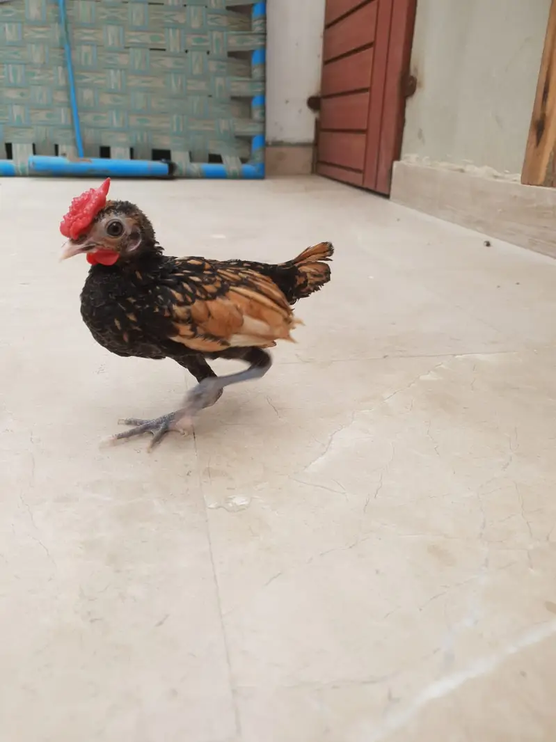 Golden Sebright Male — photo 3
