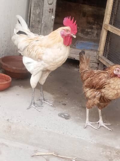 golden misri