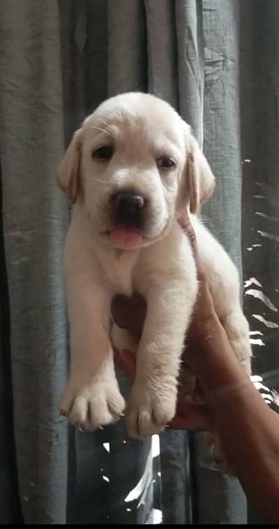 Labrador brithish puppies