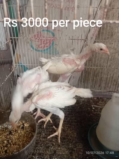 Heera Aseel | Chicks| Pure Heera Aseel | Aseel