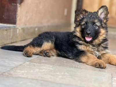 German shepherd puppies for sale
