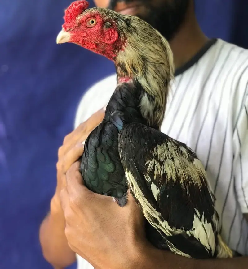 JAWA MALE AVAILABLE !