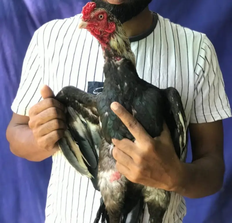JAWA MALE AVAILABLE ! — photo 2