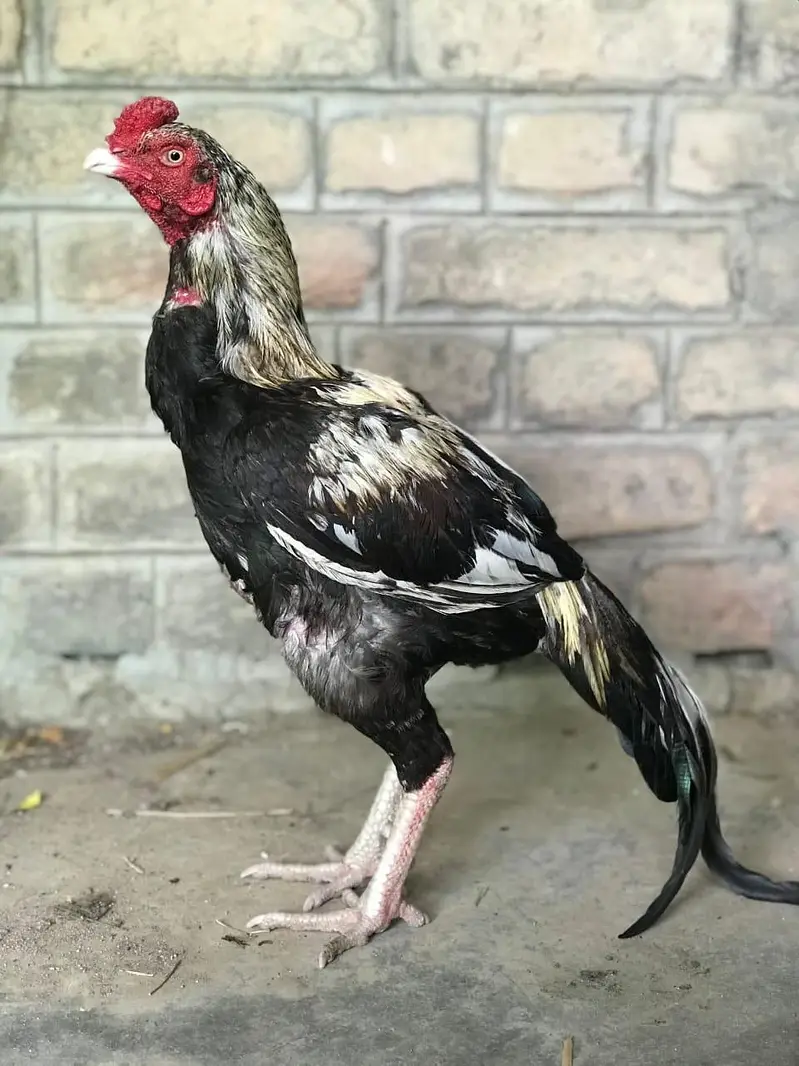 JAWA MALE AVAILABLE ! — photo 4