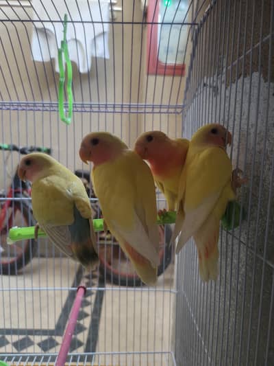 Love birds | Parrots | Love Birds breeder pairs | Birds | Male |Female