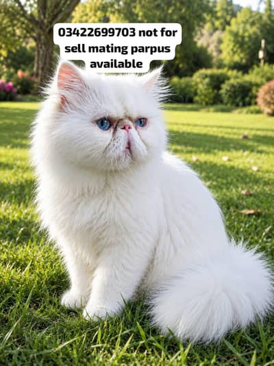 cfa blood line important peki stud male not for sell