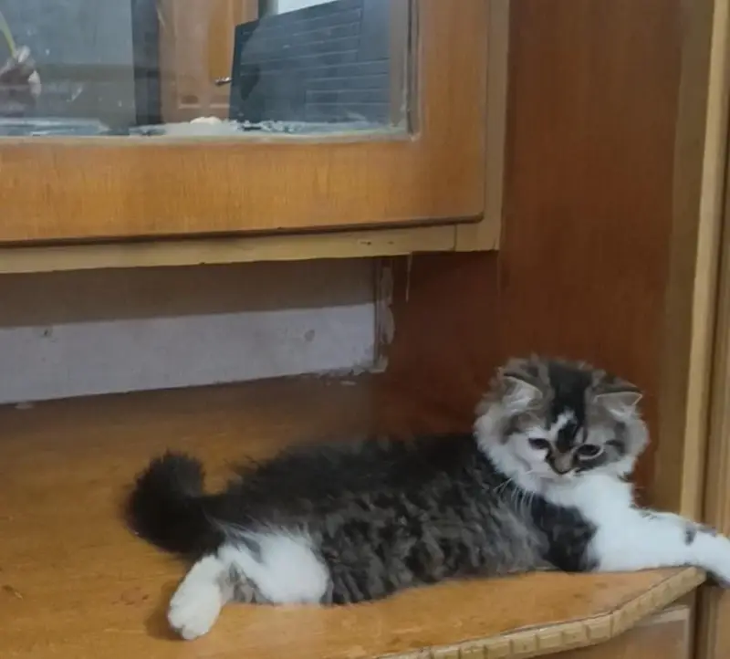 Persian white grey male kitten | Tripple coat kittens | — photo 2
