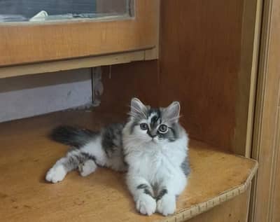 Persian white grey male kitten | Tripple coat kittens |