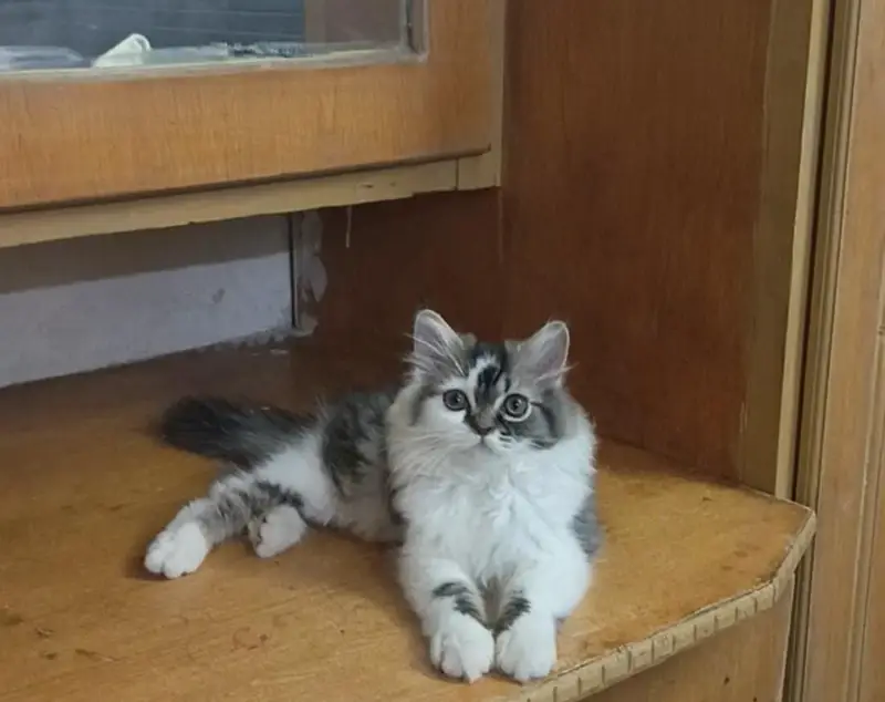 Persian white grey male kitten | Tripple coat kittens | — photo 3