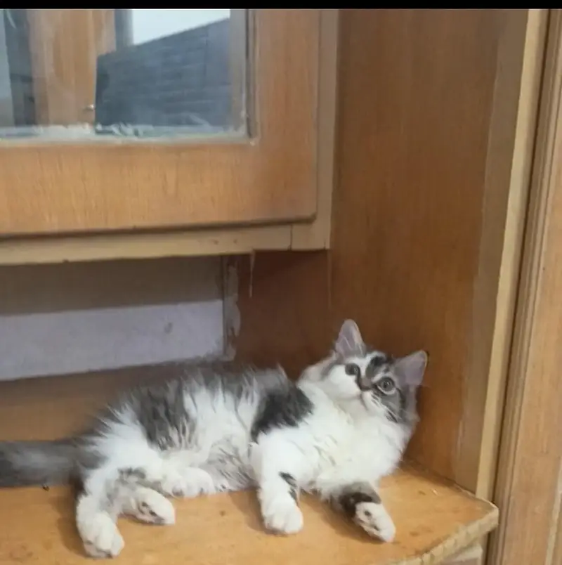Persian white grey male kitten | Tripple coat kittens | — photo 4