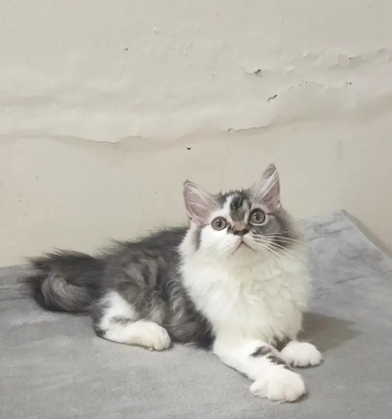 Persian white grey male kitten | Tripple coat kittens | — photo 5