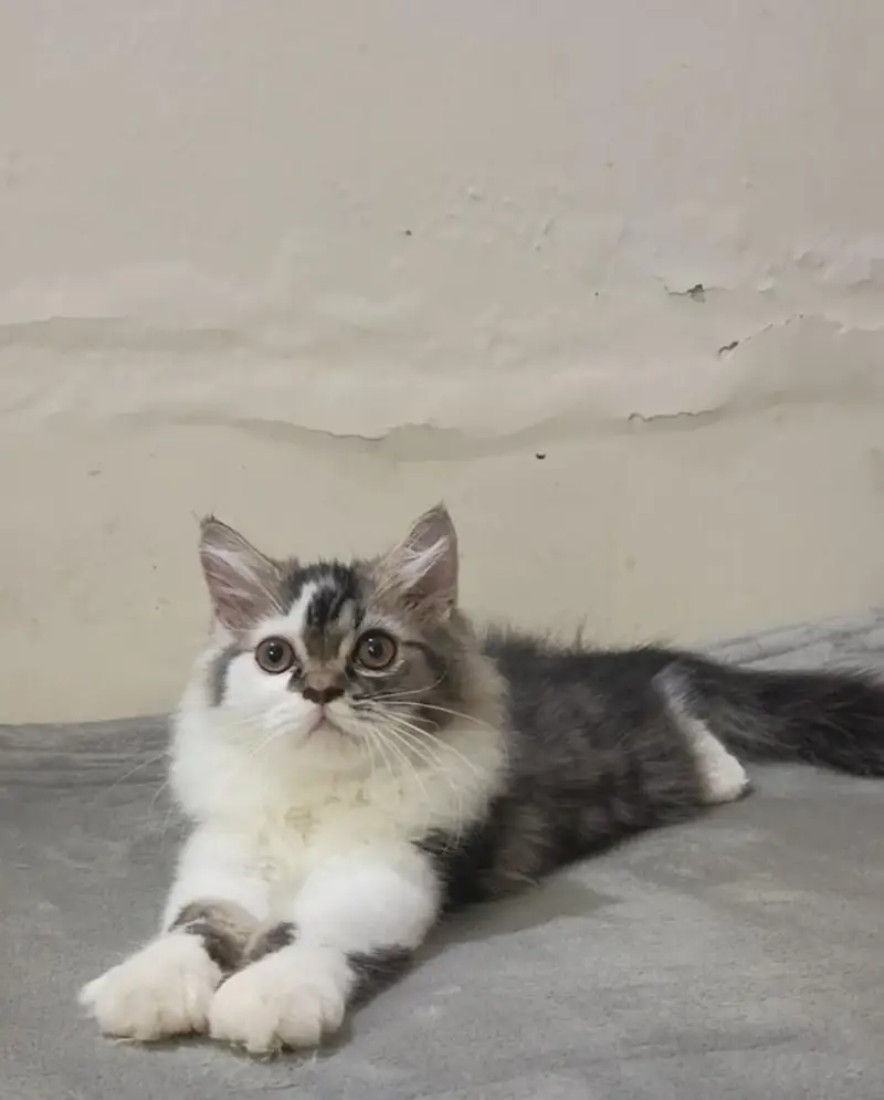 Persian white grey male kitten | Tripple coat kittens | — photo 6