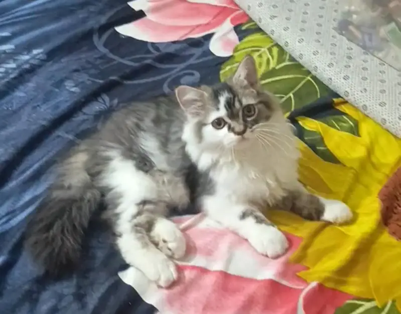 Persian white grey male kitten | Tripple coat kittens | — photo 9