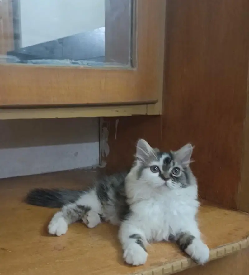 Persian white grey male kitten | Tripple coat kittens | — photo 10