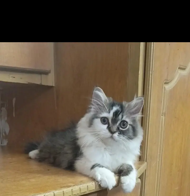 Persian white grey male kitten | Tripple coat kittens | — photo 11