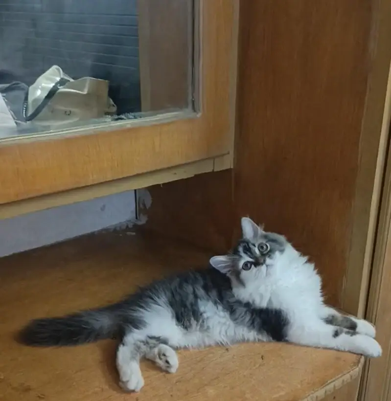 Persian white grey male kitten | Tripple coat kittens |