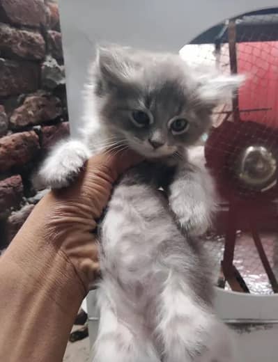 Persian triple coated male kitten