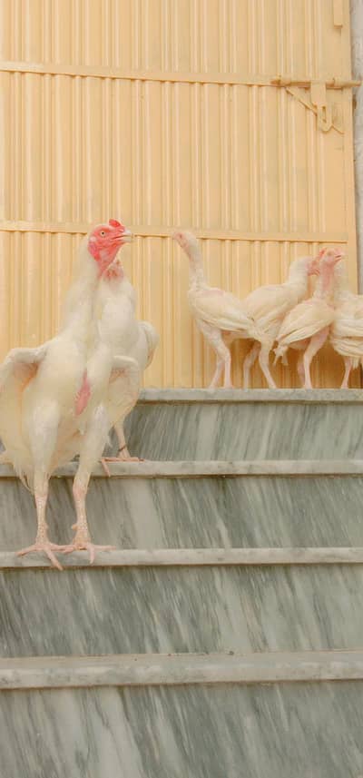 paper aseel satup sale/ and chicks/ and