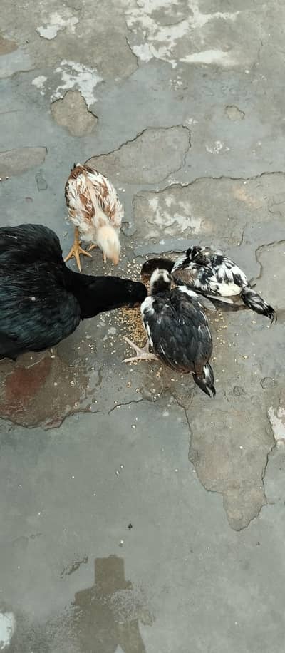 cheeni madi+4 chicks 7000 aur mushki madi ka 3 bachy for sale hn 5000