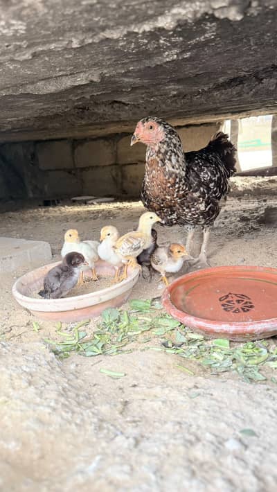 aseel hen with 7 chicks for sale