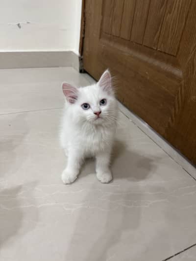 3-Month-Old Persian Kittens