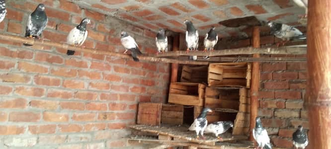 high flyer pigeon