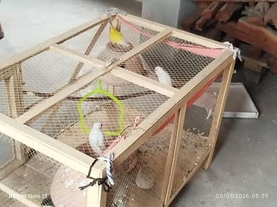Love Bird Breeder Pair For Sale