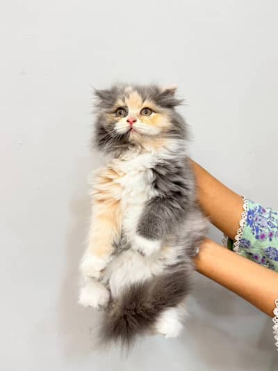 cute Female kitten