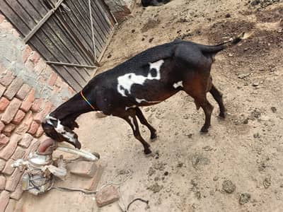 Amertsari bakri | desi Goat | بکری | Amertsari female goat for sale