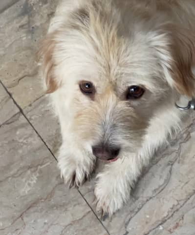Russian female dog
