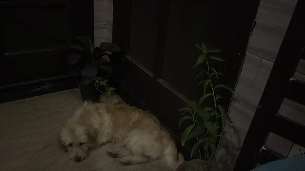 Russian female dog — photo 3