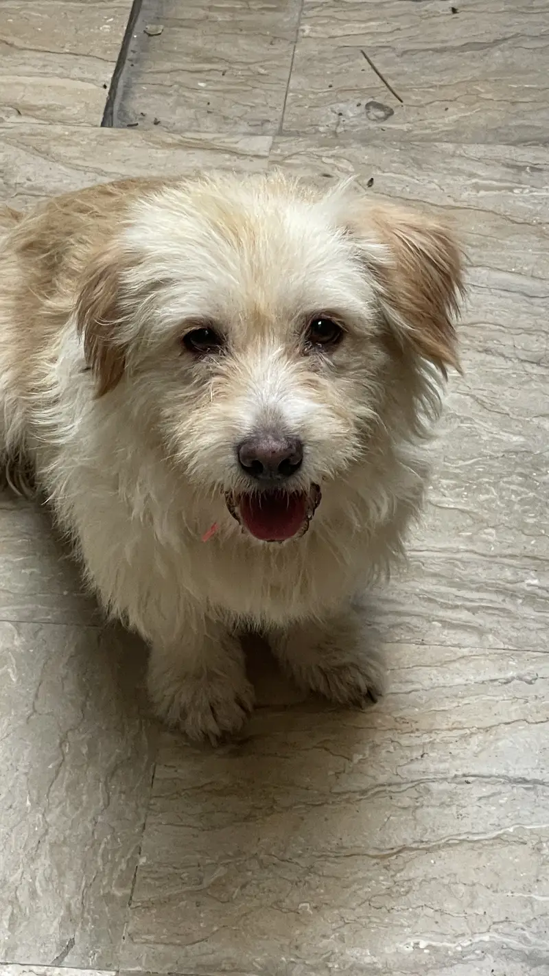 Russian female dog — photo 4
