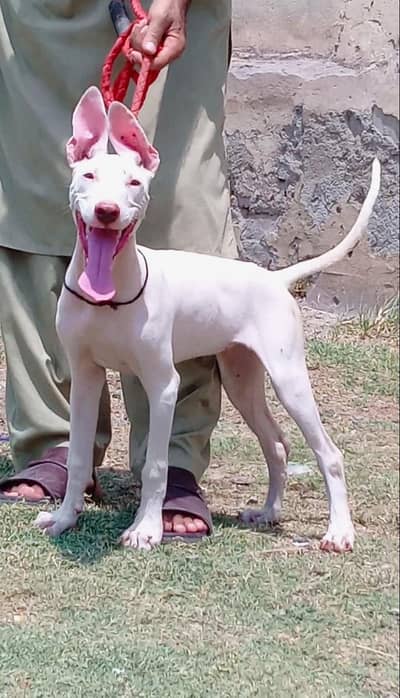 pure kohati gultair female for sale