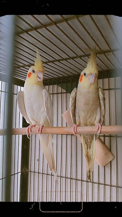Parrots for sale