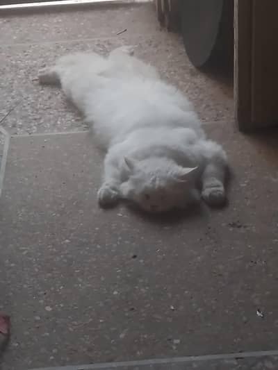 very cute cat