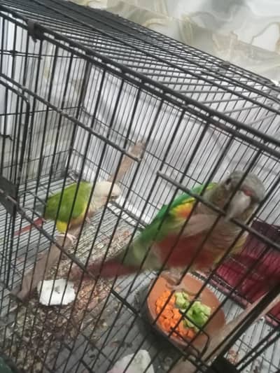 pineapple Too Green Chick Conor Breeder Pair With history