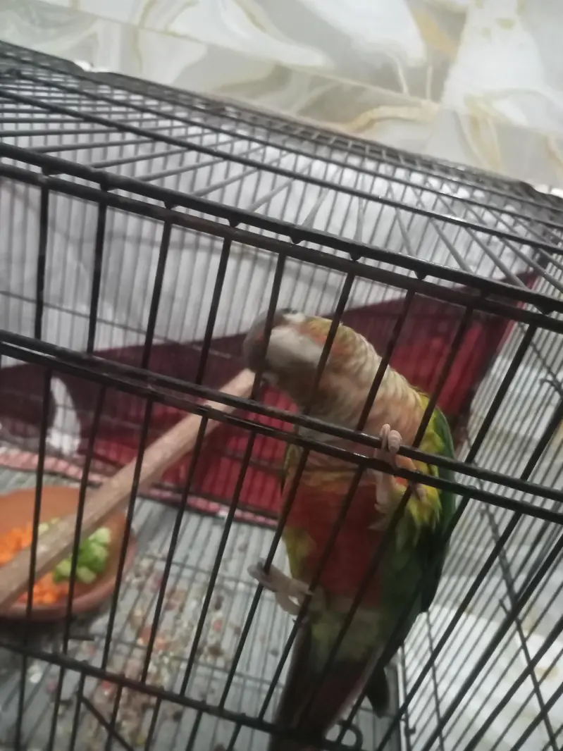 pineapple Too Green Chick Conor Breeder Pair With history — photo 2