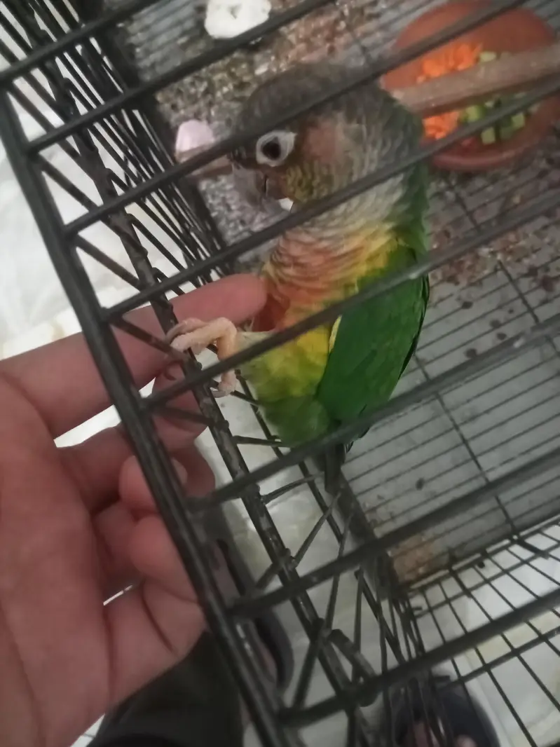 pineapple Too Green Chick Conor Breeder Pair With history — photo 4