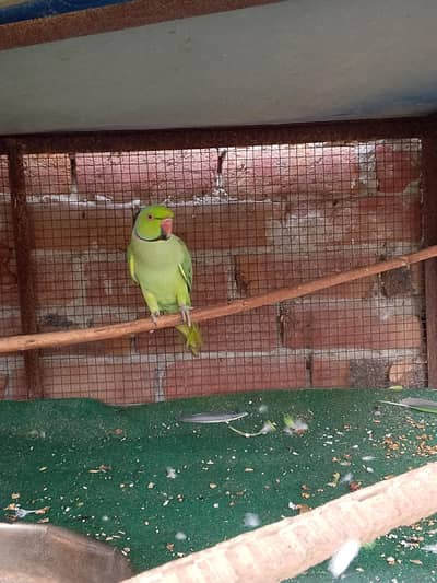 Raw parrot pair for sale
