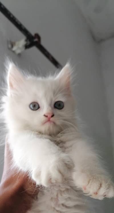 Russian cat