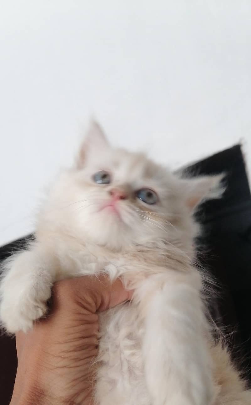 Russian cat 1