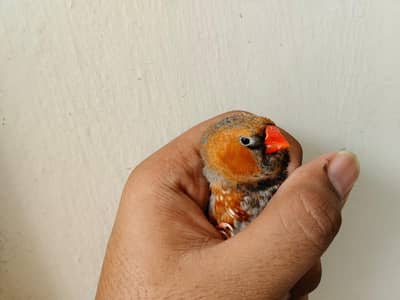 Looking for new shelters some high quality zebra finch mutantion pairs