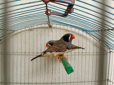 Looking for new shelters some high quality zebra finch mutantion pairs