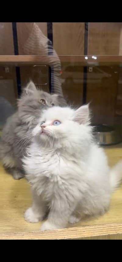 Quality Persian Punch face cat & kittens 03495425573 WhatsApp