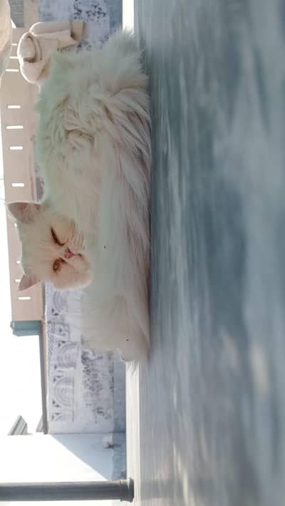 Persian cat for sale