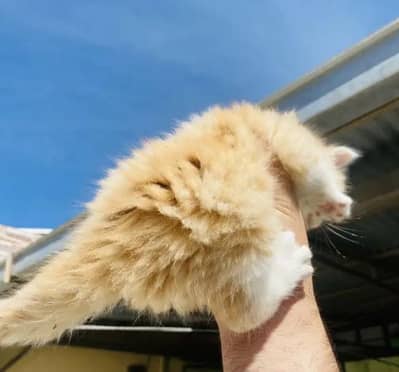 good punch triple Cote kitten full trnd 03489375822wtsp