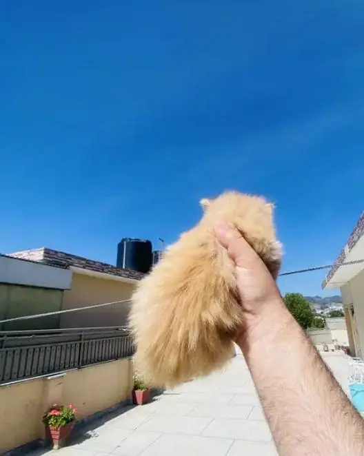 good punch triple Cote kitten full trnd 03489375822wtsp — photo 2