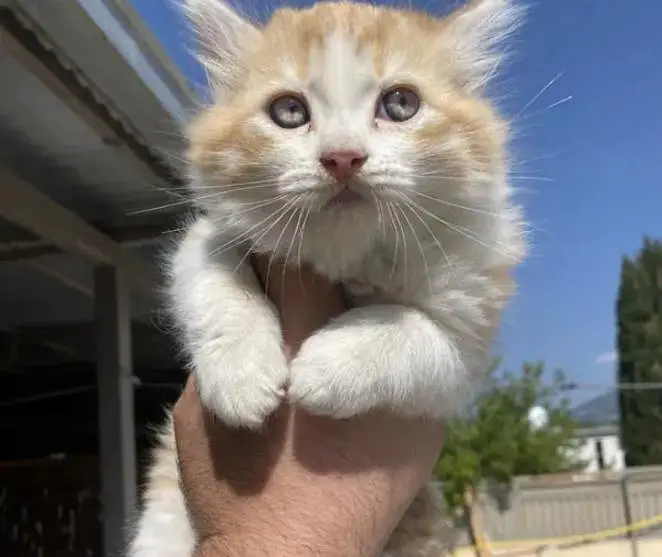 good punch triple Cote kitten full trnd 03489375822wtsp — photo 3