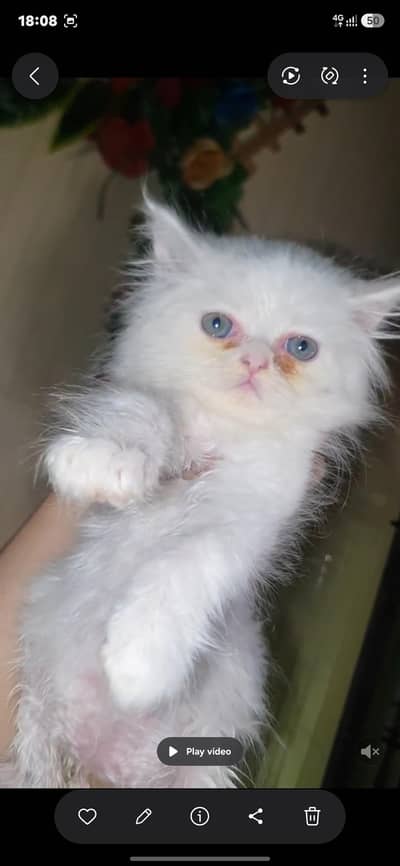 quality kittens available for sale