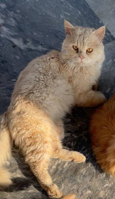 light brown adult Persian cat for sale